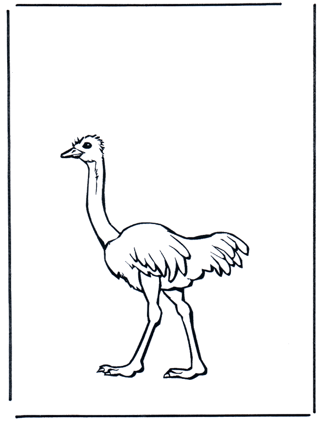 Avestruz 2 - Pájaros