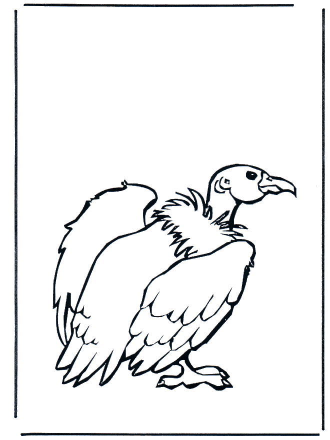 Buitre - Pájaros