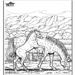 Animales - Caballo 6