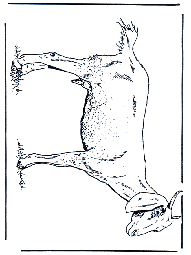 Cabra - Animales domésticos y de granja