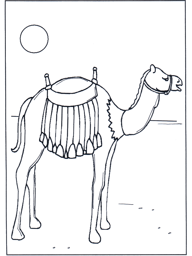 Camello al sol - Zoológico