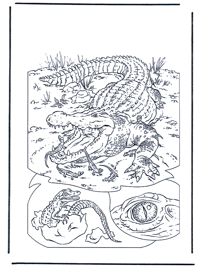 Cocodrilo 1 - Zoológico