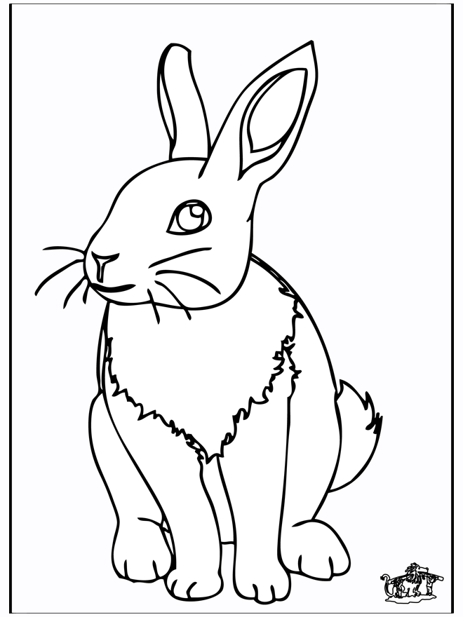 Conejo 4 - Roedores