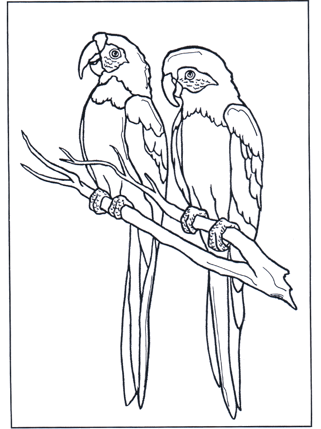 Dos cacatúas - Pájaros