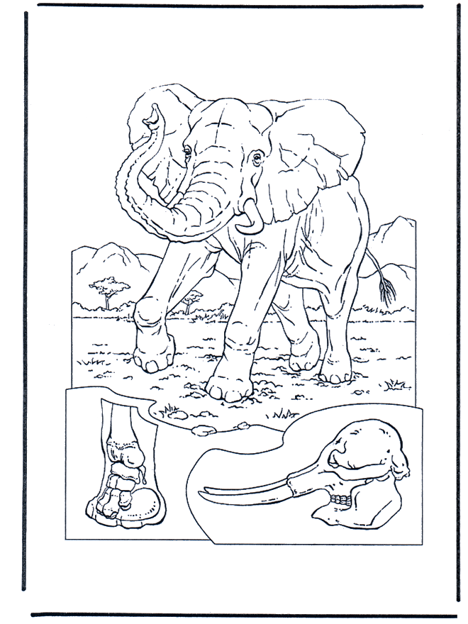 Elefante 1 - Zoológico