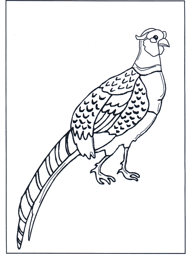 Faisán - Pájaros