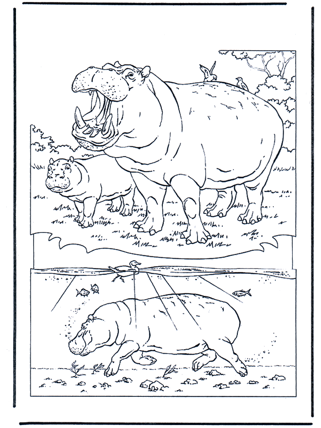 Hipopótamo 1 - Zoológico