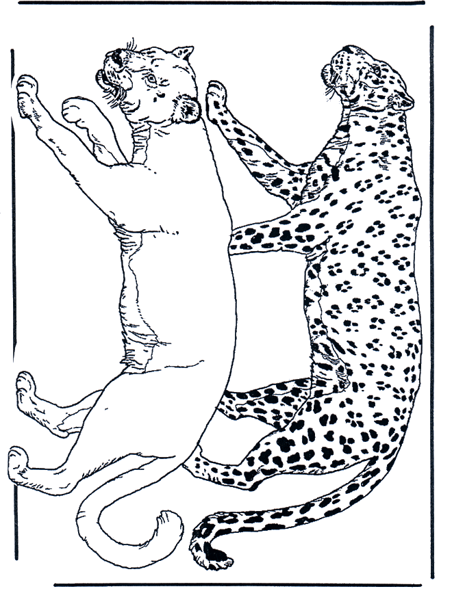 León y leopardo - Felinos