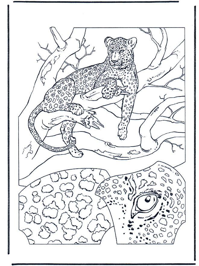 Leopardo 1 - Felinos