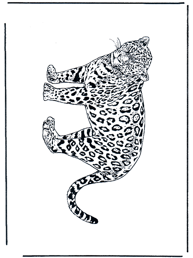 Leopardo 2 - Felinos