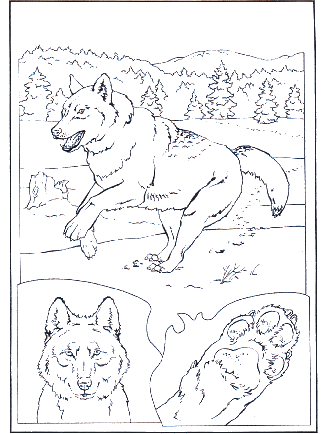 Lobo en la nieve - Zoológico