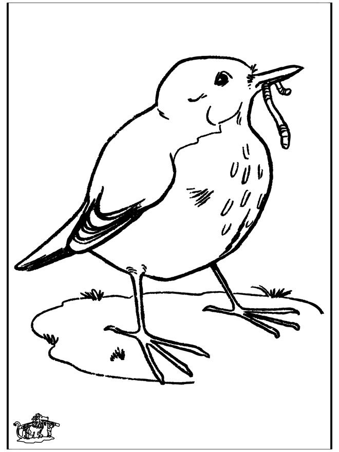Mirlo - Pájaros