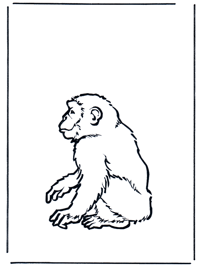 Mono 2 - Zoológico