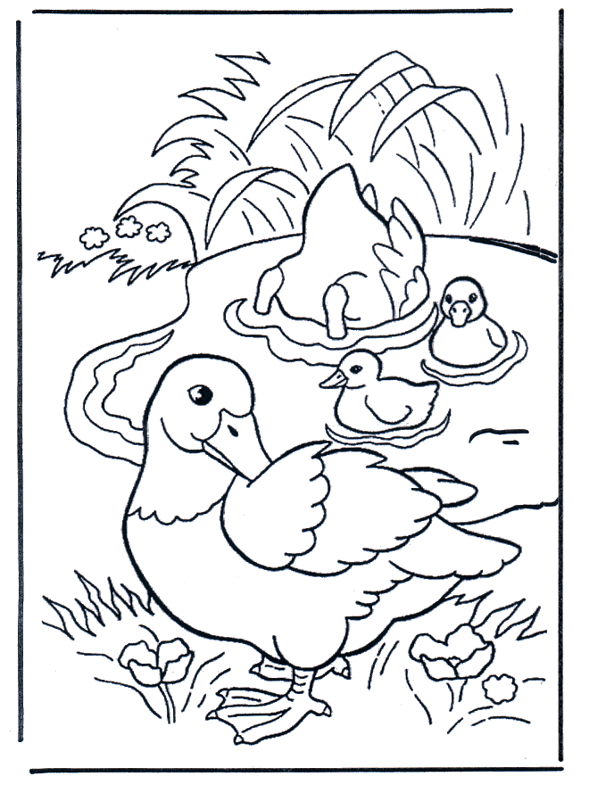 Patos - Pájaros