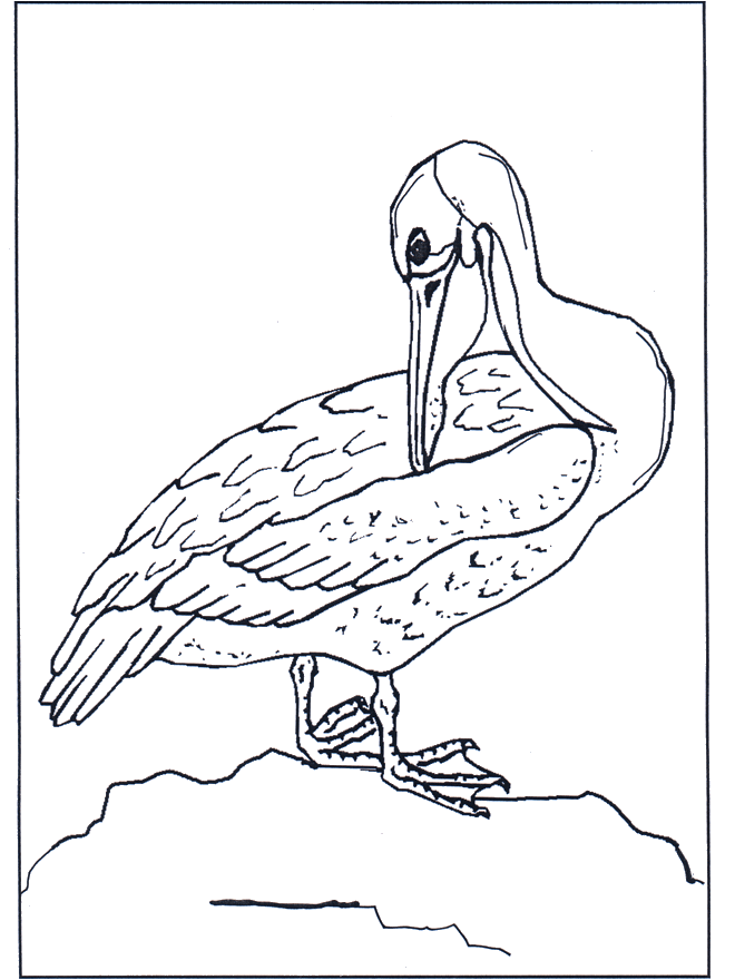 Pelícano - Pájaros