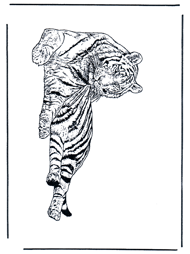 Tigre 1 - Felinos